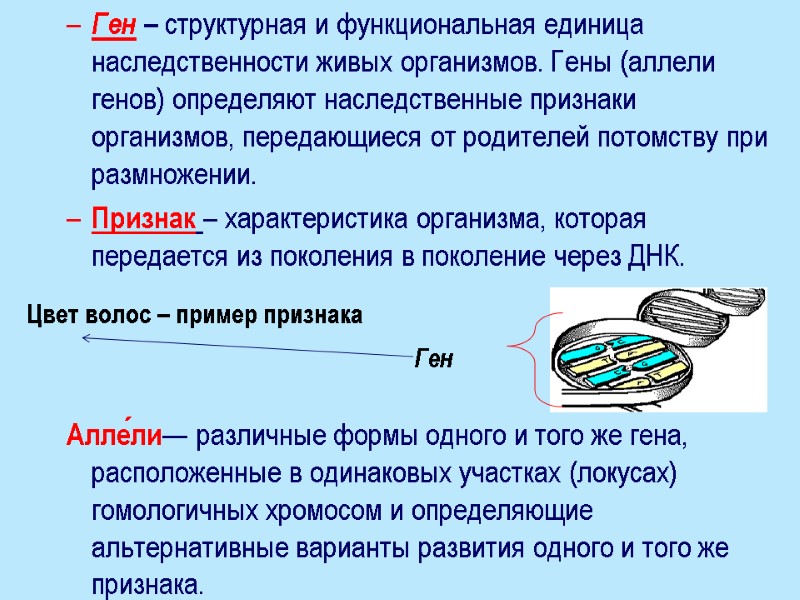 Ген – структурная и функциональная единица наследственности живых организмов. Гены (аллели генов) определяют наследственные